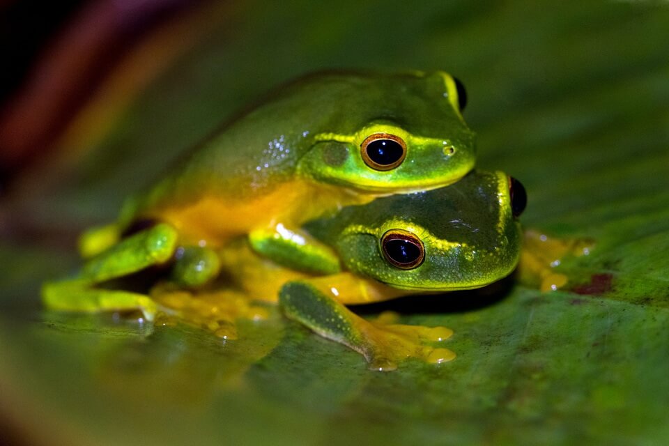 Розмноження жаби