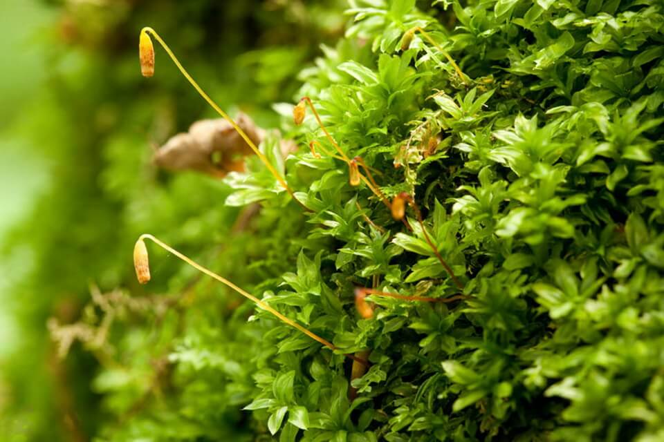 Види моху з фото та описом - Плагіомній гострокінчастий (Plagiomnium cuspidatum)