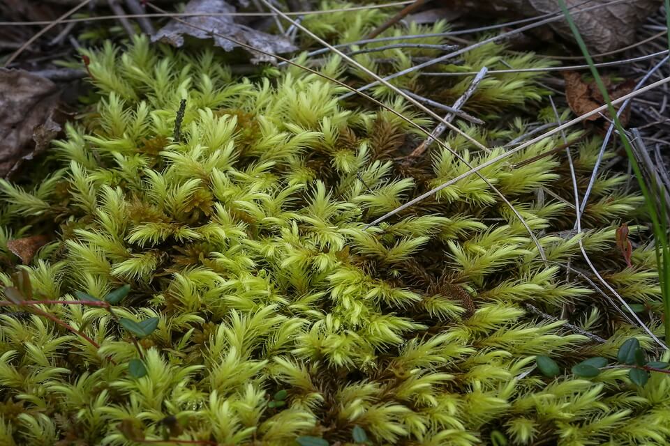 Види мохів з фото та описом - Аулакомніум болотяний (Aulacomnium palustre)
