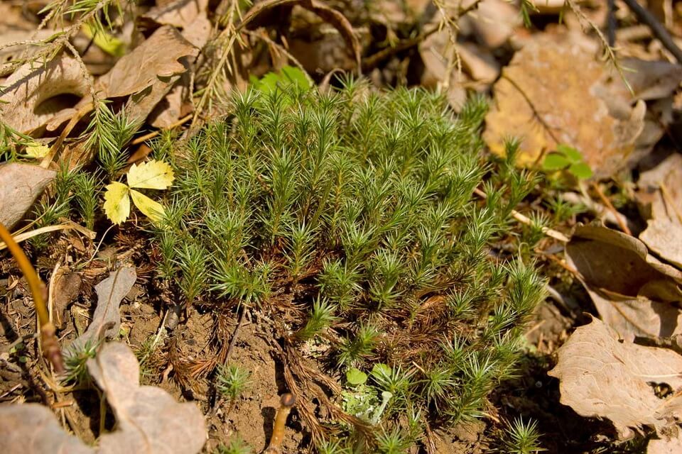 Види мохів з фото та описом - Зозулин льон ялівцевий (Polytrichum juniperinum)