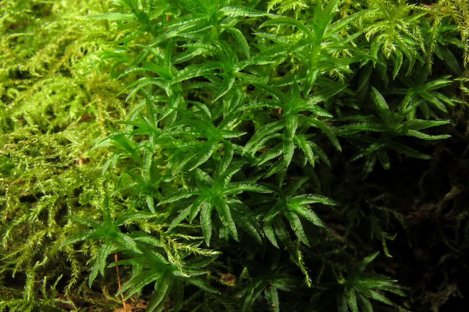 Види моху з фото та описом - Атріхум хвилястий (Atrichum undulatum)