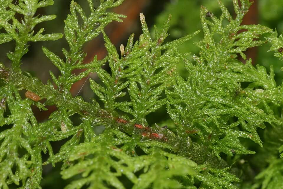 Види моху з фото та описом - Туідіум ніжний (Thuidium delicatulum)