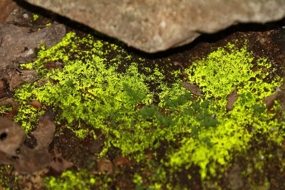 Види мохів з фото та описом - Схистостега периста (Schistostega pennata) або мох, що світиться