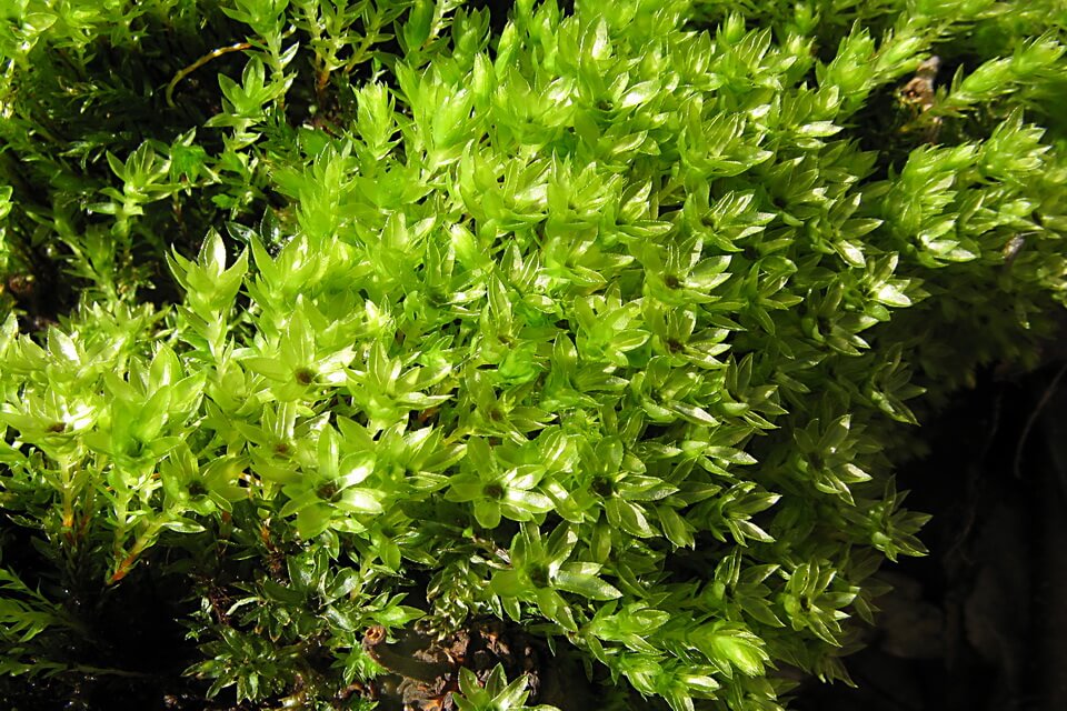 Види моху з фото та описом - Мніум годовалий (Mnium hornum)