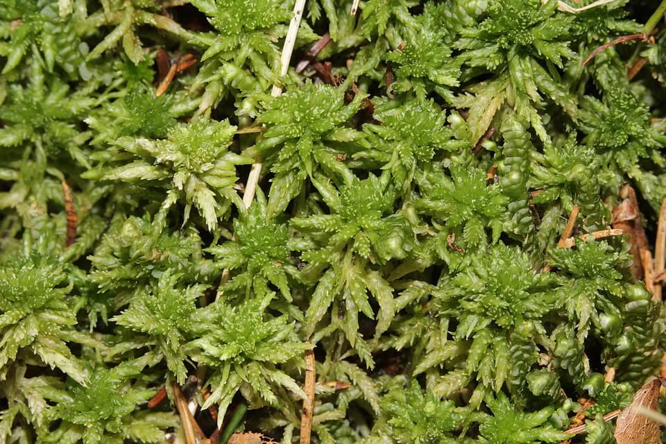 Види мохів з фото та описом - Сфагнум або торфовик звичайний (Sphagnum centrale)