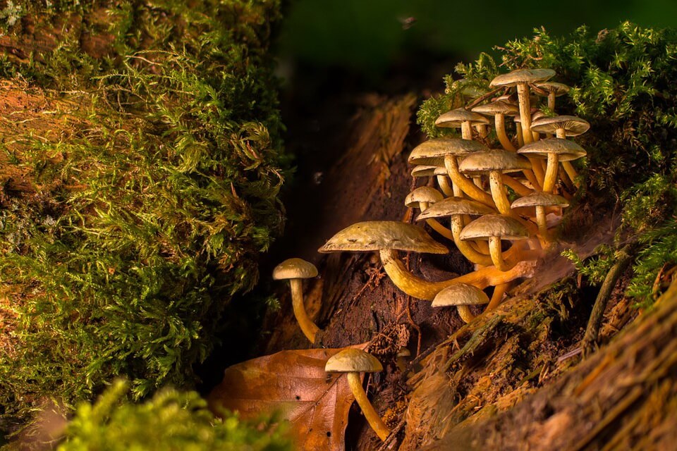 Загальна характеристика грибів