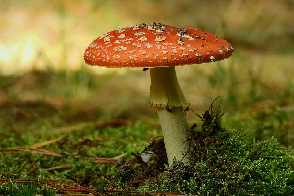 Види отруйних грибів