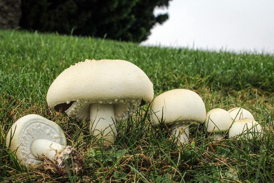 Види їстівних грибів з фото та описом - Печериця садова (Agaricus bisporus)