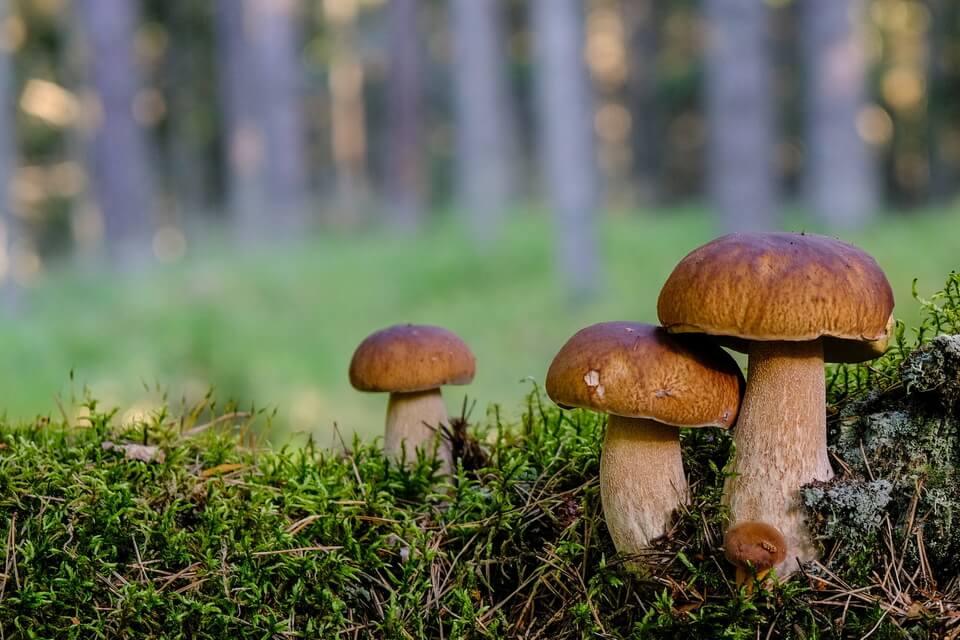 Види їстівних грибів з фото та описом - Підберезник (Boletus scaber)