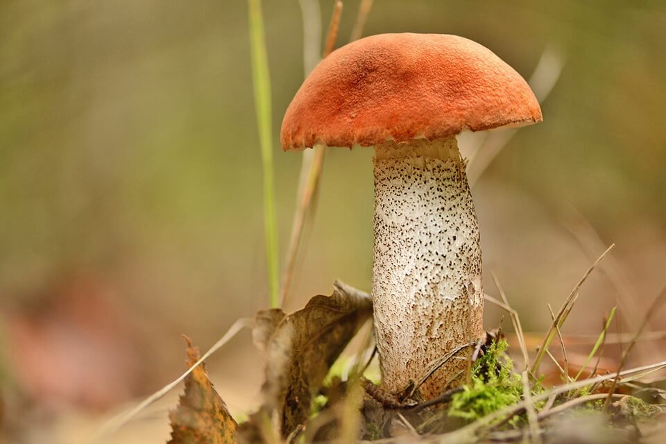 Види їстівних грибів з фото та описом - Осиковик (Boletus aurantiacus)