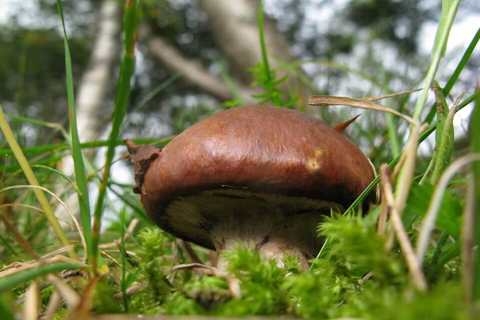 Види їстівних грибів з фото та описом - Маслюк звичайний (Suillus luteus)