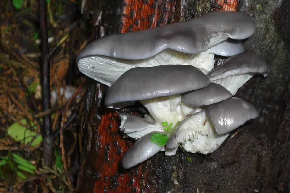 Види їстівних грибів з фото та описом - Плеврот черепичастий або глива (Pleurotus ostreatus)