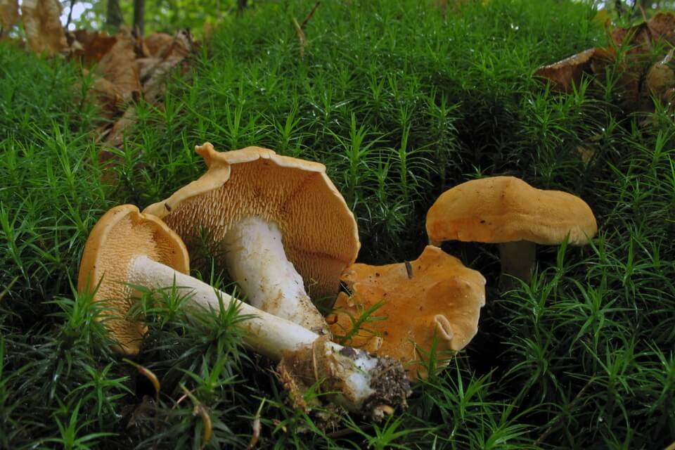 Види їстівних грибів з фото та описом - Їжовик жовтуватий або жовтий (Hydnum repandum)