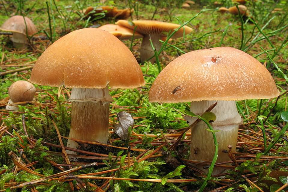 Види їстівних грибів з фото та описом - Ковпак кільчастий (Cortinarius caperatus)