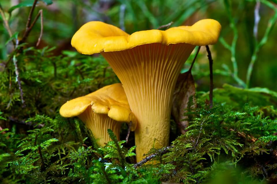 Види їстівних грибів з фото та описом - Лисичка справжня або звичайна (Cantharellus cibarius)