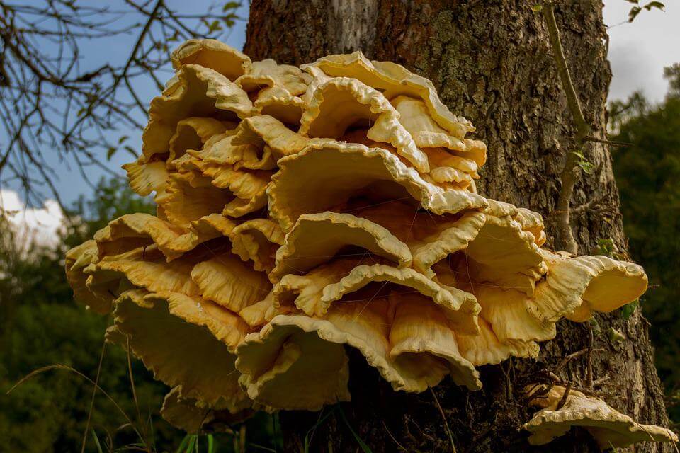 Види їстівних грибів з фото та описом - Трутовик сірчано-жовтий (Laetiporus sulphureus)