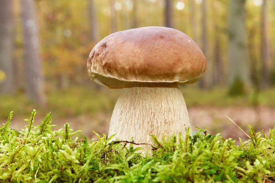 Види їстівних грибів з фото та описом - Білий гриб або боровик (Boletus edulis)