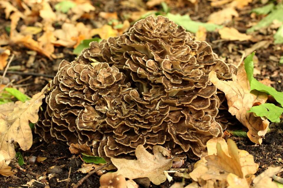 Види їстівних грибів з фото та описом - Грифола кучерявенька або гриб-баран (Grifola frondosa)