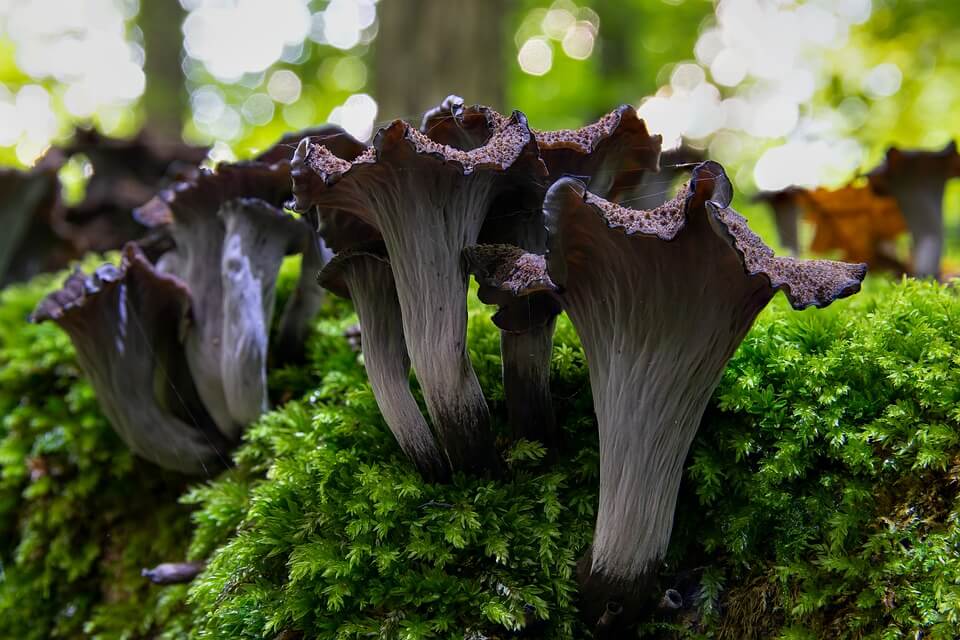 Види їстівних грибів з фото та описом - Лійочник ріжковидний (Craterellus cornucopioides)