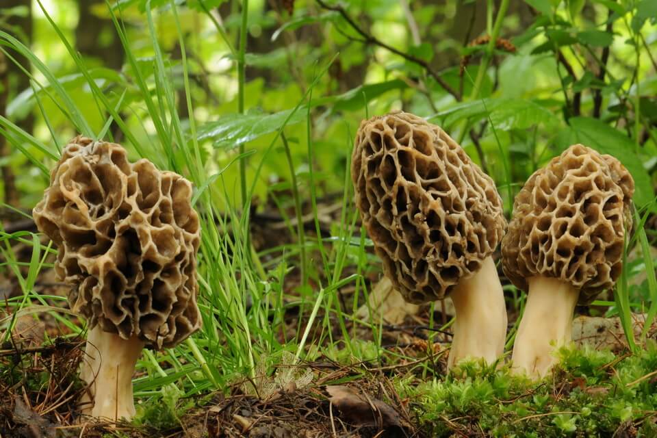 Види їстівних грибів з фото та описом - Зморшок їстівний (Morchella esculenta)