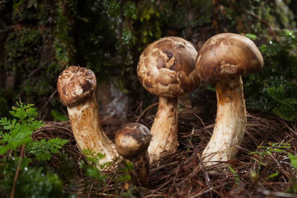 Види їстівних грибів з фото та описом - Мацутаке (Tricholoma matsutake)