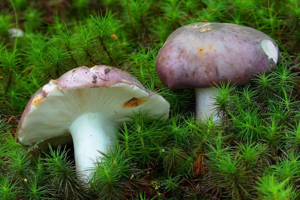 Види їстівних грибів з фото та описом - Сироїжка синьо-зелена (Russula cyanoxantha)