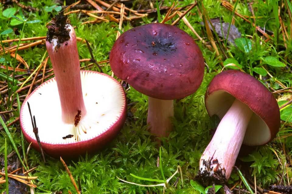 Види їстівних грибів з фото та описом - Сироїжка ароматна або вонюча (Russula xerampelina)