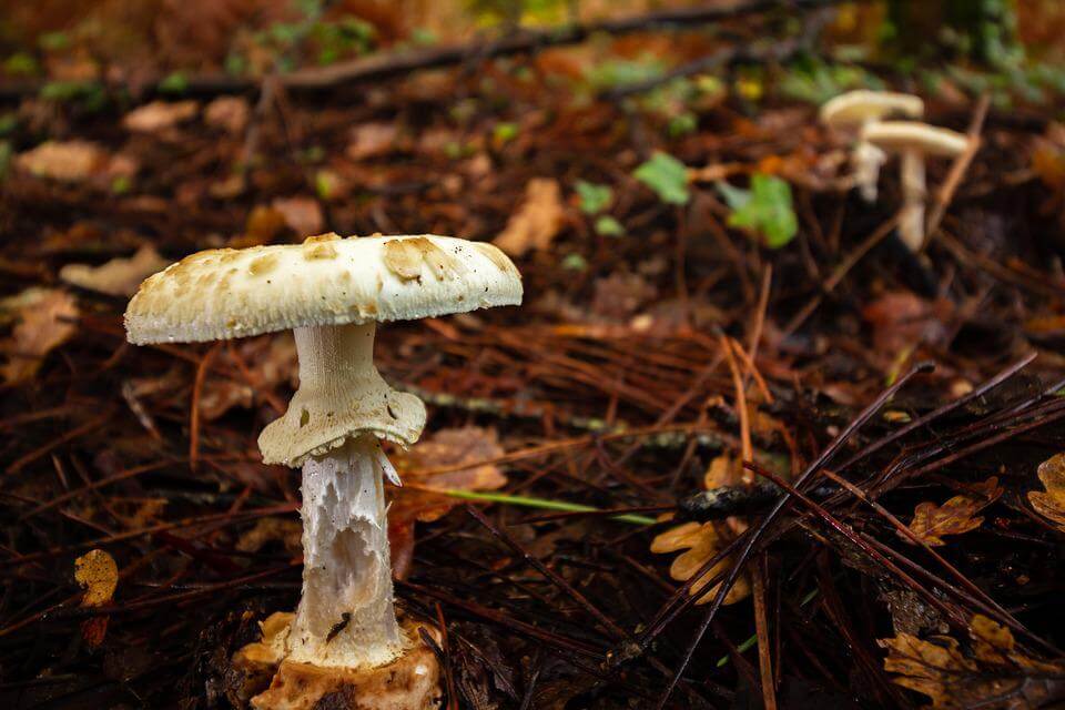 Види отруйних грибів з фото та описом - Бліда поганка або мухомор зелений (Amanita phalloides)