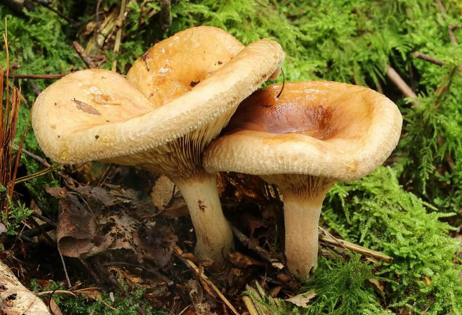 Види отруйних грибів з фото та описом - Свинуха тонка (Paxillus involuts)