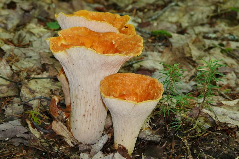 Види отруйних грибів з фото та описом - Гомфус лускатий (Gomphus floccosus)