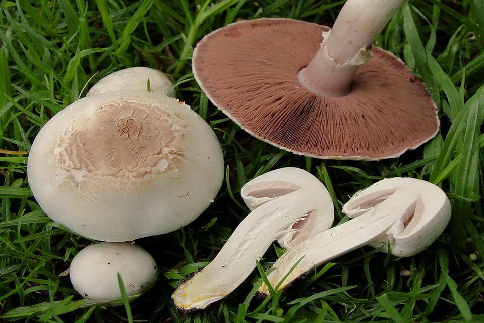 Види отруйних грибів з фото та описом - Печериця рудіюча отруйна (Agaricus xanthodermus)