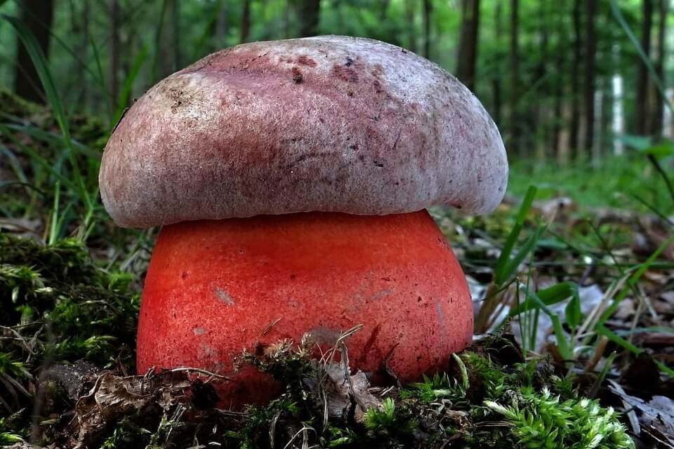 Види отруйних грибів з фото та описом - Чортів гриб (Boletus satanas)
