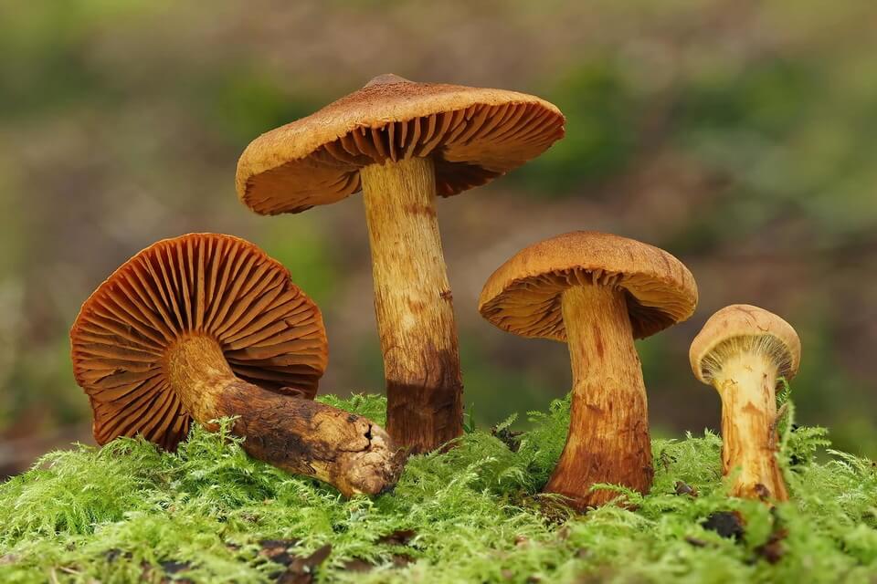 Види отруйних грибів з фото та описом - Павутинник оранжево-червоний отруйний (Cortinarius rubellus)