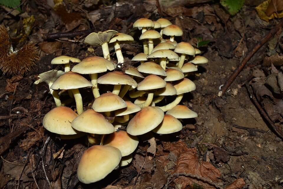 Види отруйних грибів з фото та описом - Опеньок сірчано-жовтий несправжній (Hypholoma fasciculare)