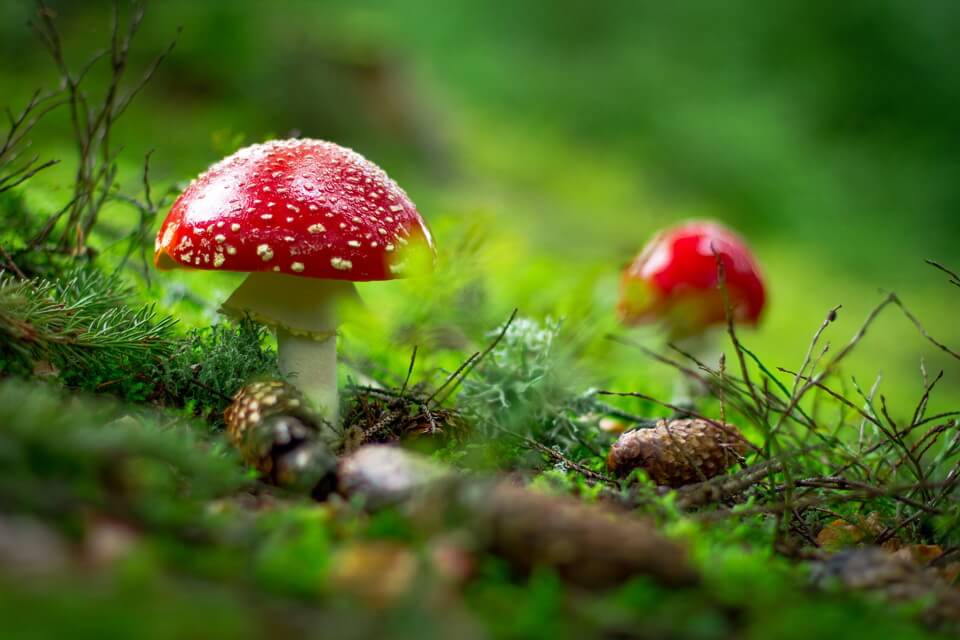 «Чарівні» або психогенні гриби - Мухомори