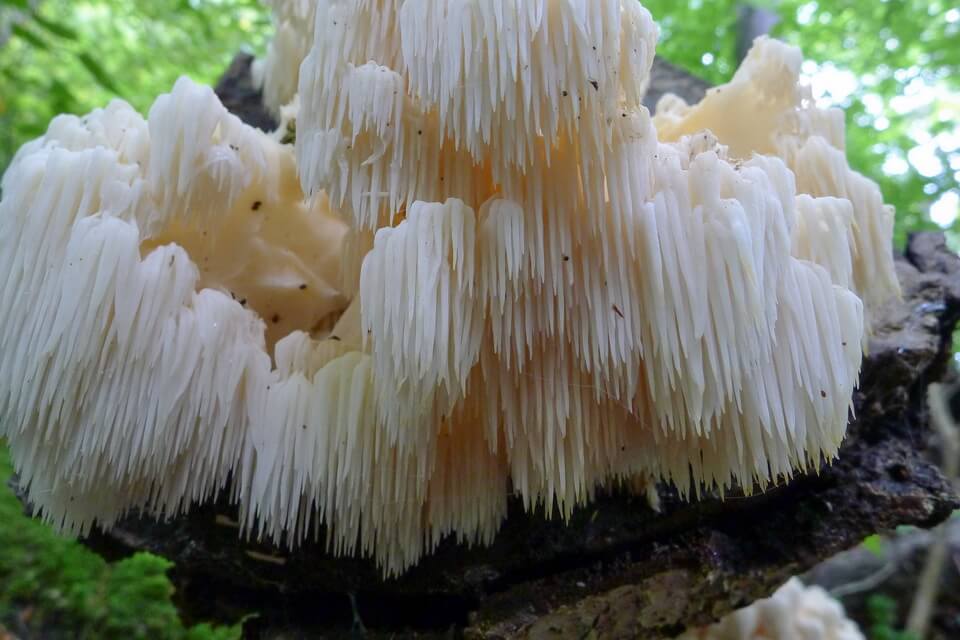 Незвичайні гриби з фото та описом - Герицій гребінчастий або їжаковидний (Hericium erinaceus)