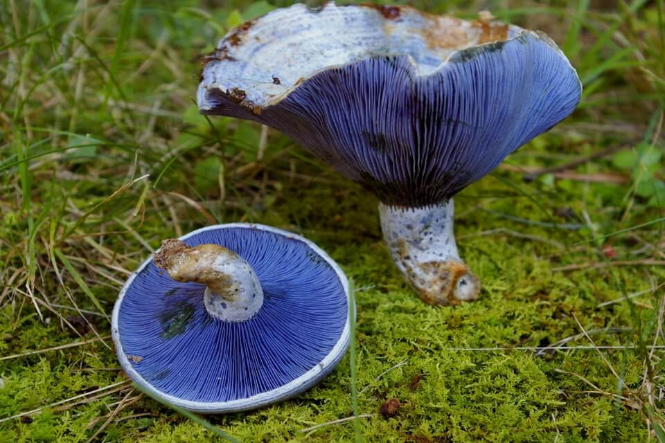 Незвичайні гриби з фото та описом - Хрящ-молочник блакитний (Lactarius indigo)