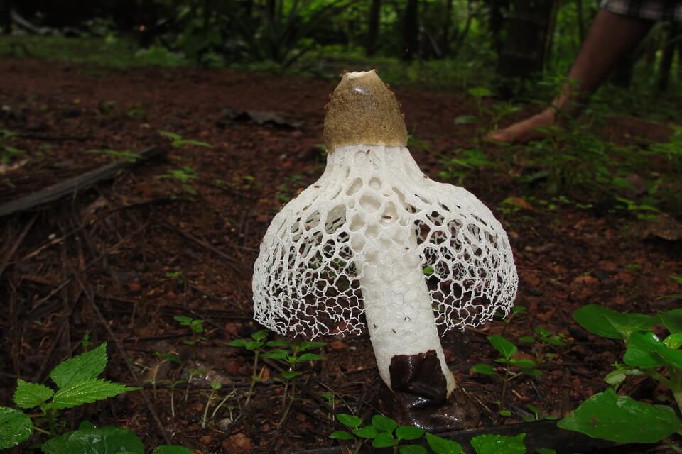 Незвичайні гриби з фото та описом - Бамбуковий гриб (Phallus indusiatus)