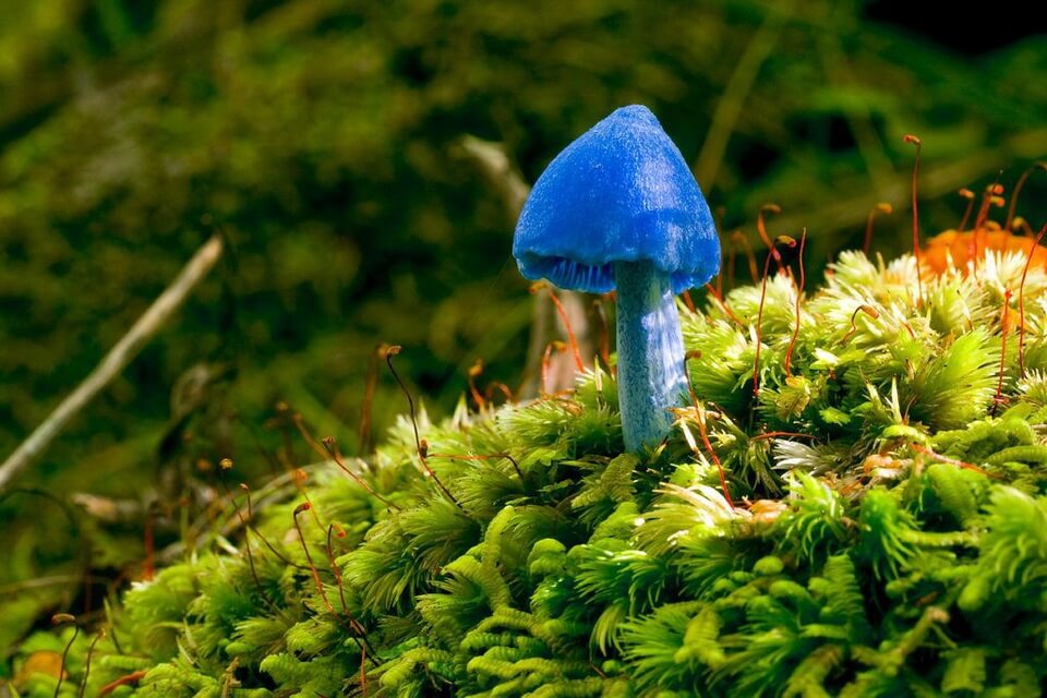 Незвичайні гриби з фото та описом - Блакитний гриб або ентолома блакитна (Entoloma hochstetteri)