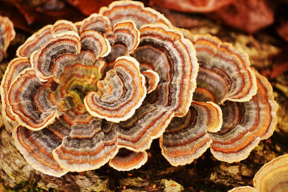 Незвичайні гриби з фото та описом - Трутовик різнокольоровий (Trametes versicolor)