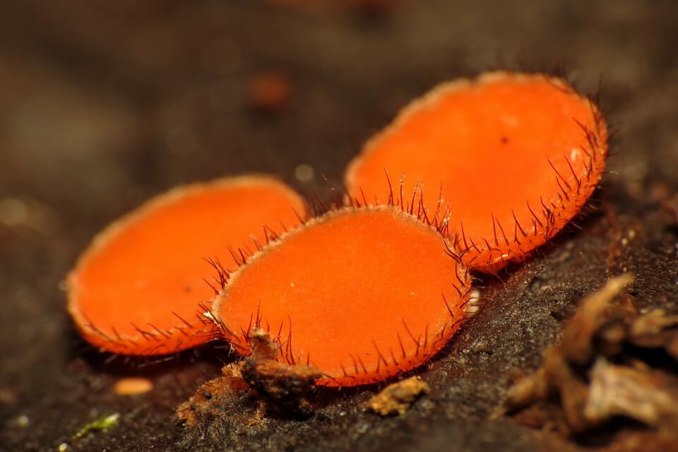 Незвичайні гриби з фото та описом - Скутеллінія скутеллята (Scutellinia scutellata)