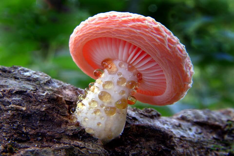 Незвичайні гриби з фото та описом - Родотус пальмовий (Rhodotus palmatus)