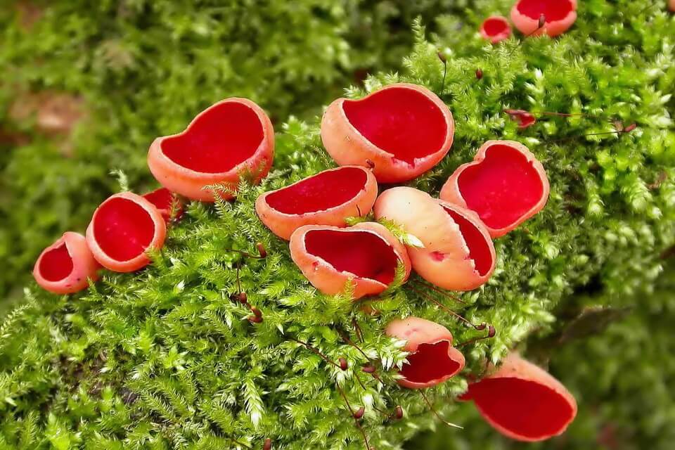 Незвичайні гриби з фото та описом - Саркосцифа яскраво-червона (Sarcoscypha coccinea)