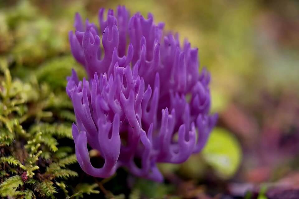 Незвичайні гриби з фото та описом - Клаварія блідо-бура (Clavaria zollingeri)