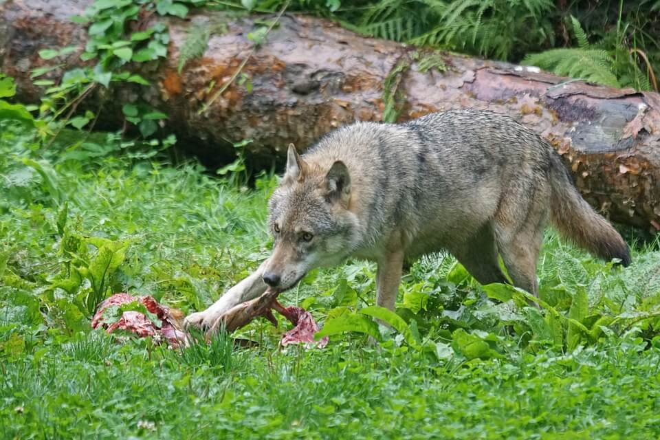 Що їсть вовк