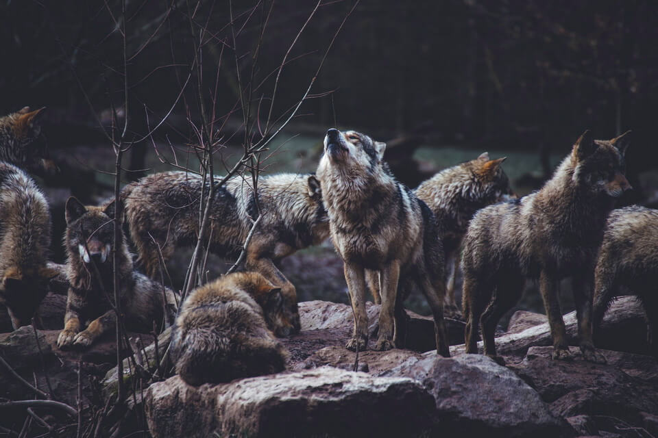 Значення вовків у природі