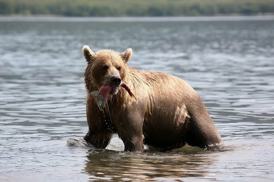 Що їсть бурий ведмідь
