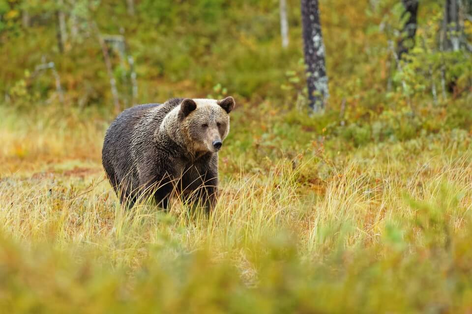 Бурий ведмідь – фото та опис тварини