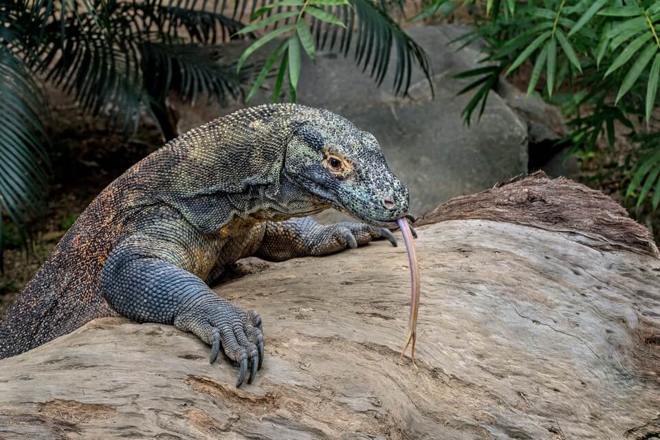 Комодський варан - найбільшая ящірка у світі