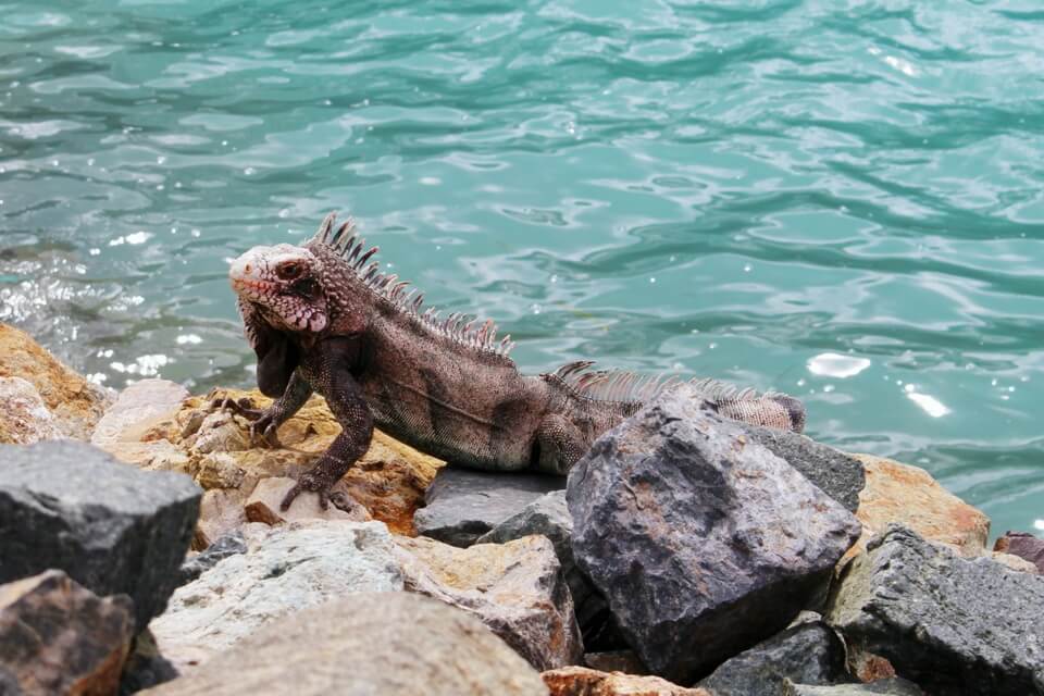 Морська ігуана - єдина ящірка, що живе у воді